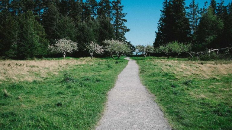 How To Withdraw Money From Cricbet99.Com Account?